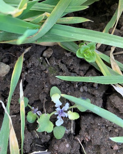 Sügisel pritsitud herbitsiidi Legacy mõju kevadel